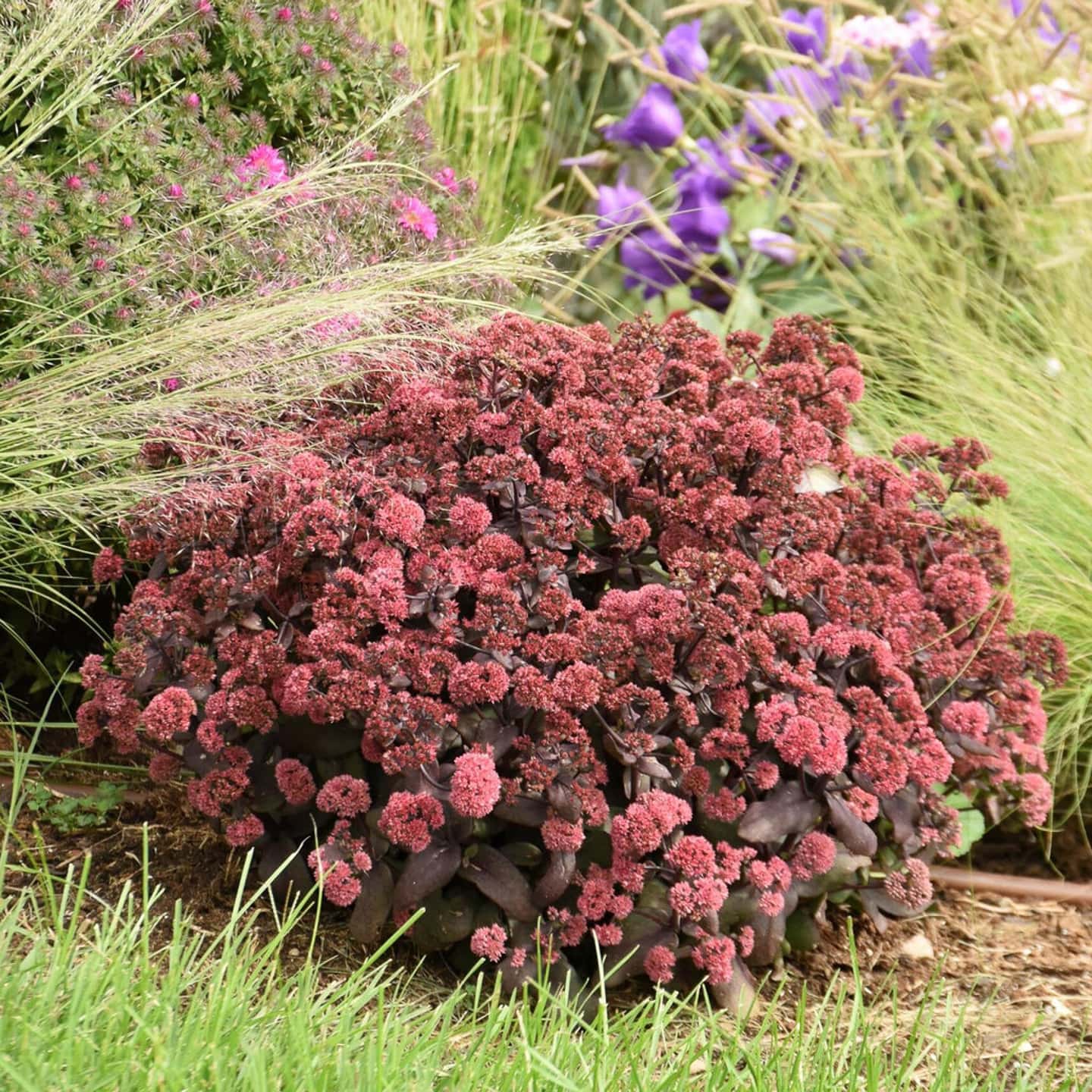 Sedum 'Midnight Velvet' blooming in the garden
