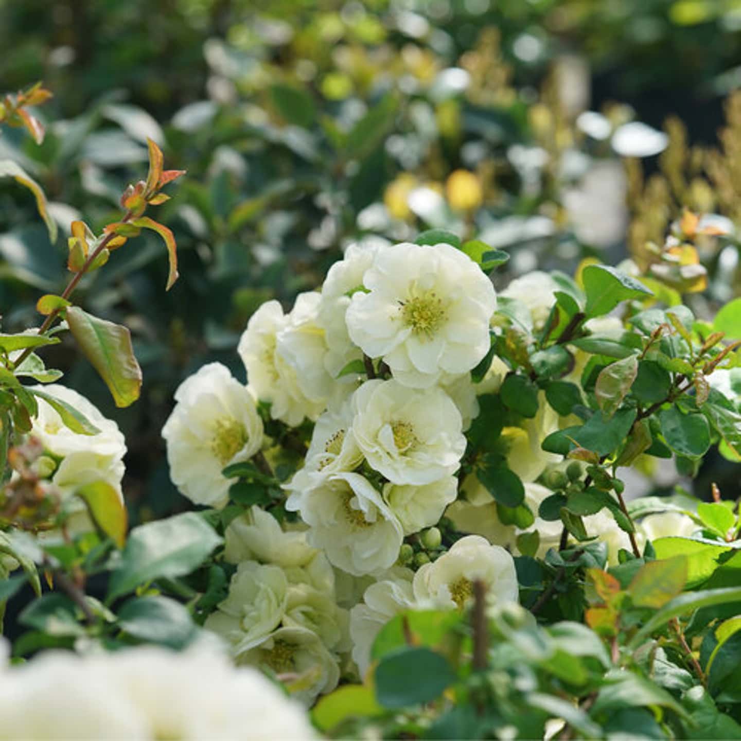 'Double Take Eternal White'® Quince
