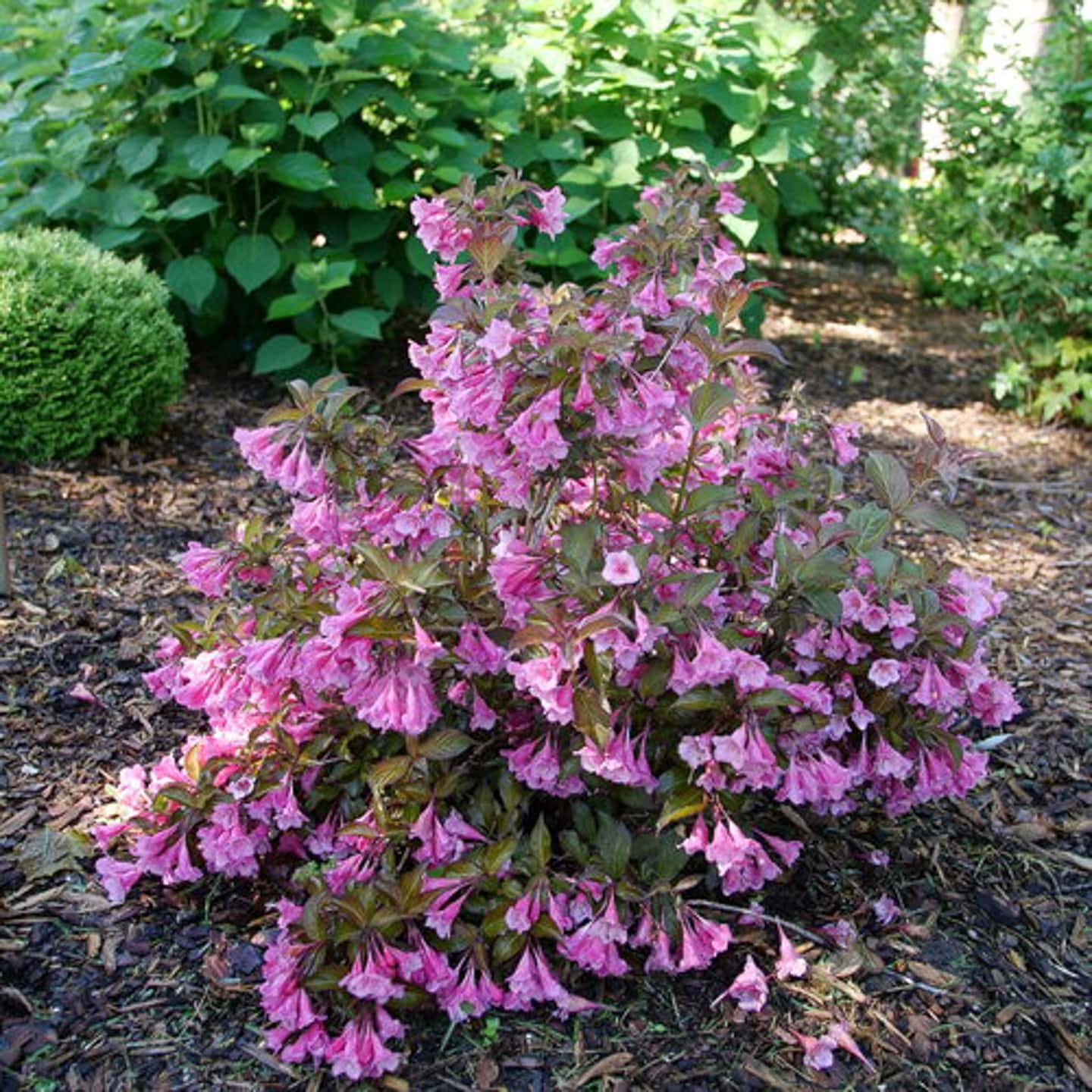 Weigela Sonic Bloom