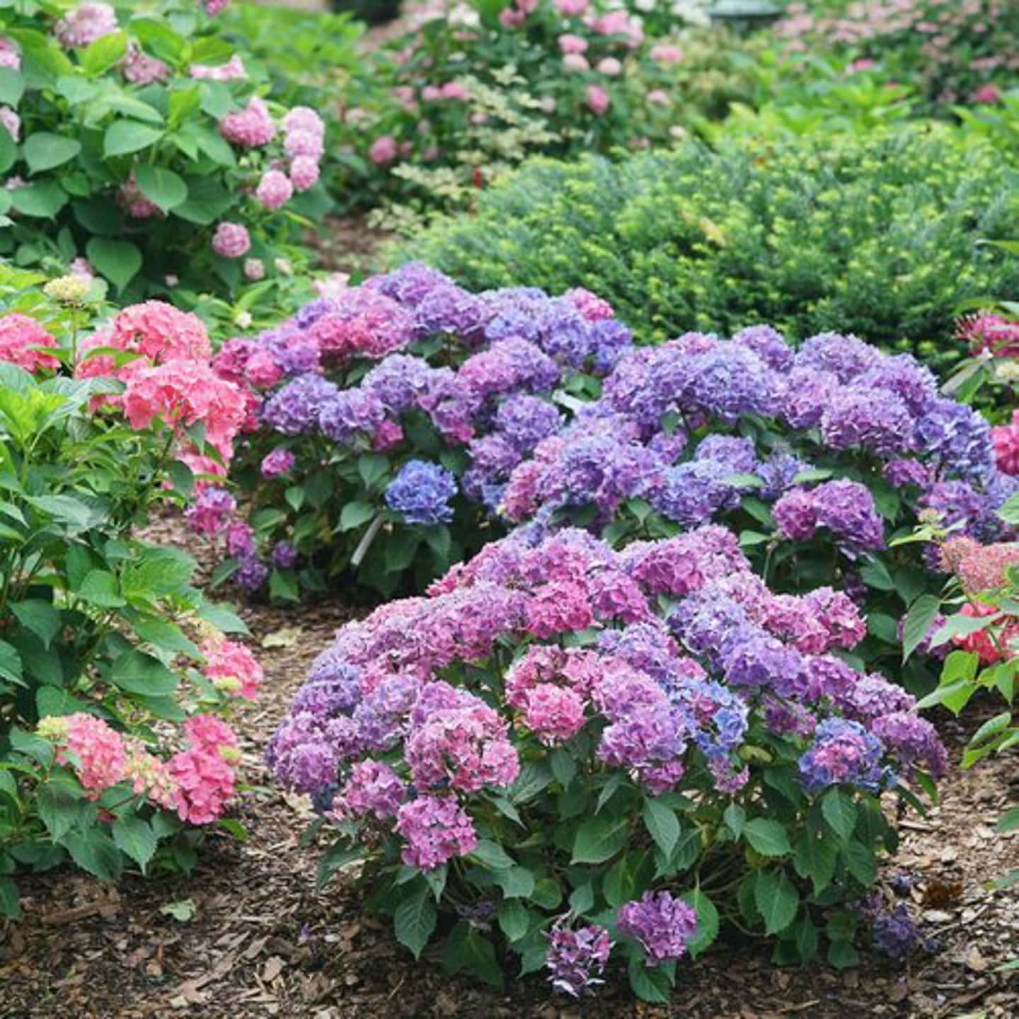 Let's Dance Skyview Hydrangea
