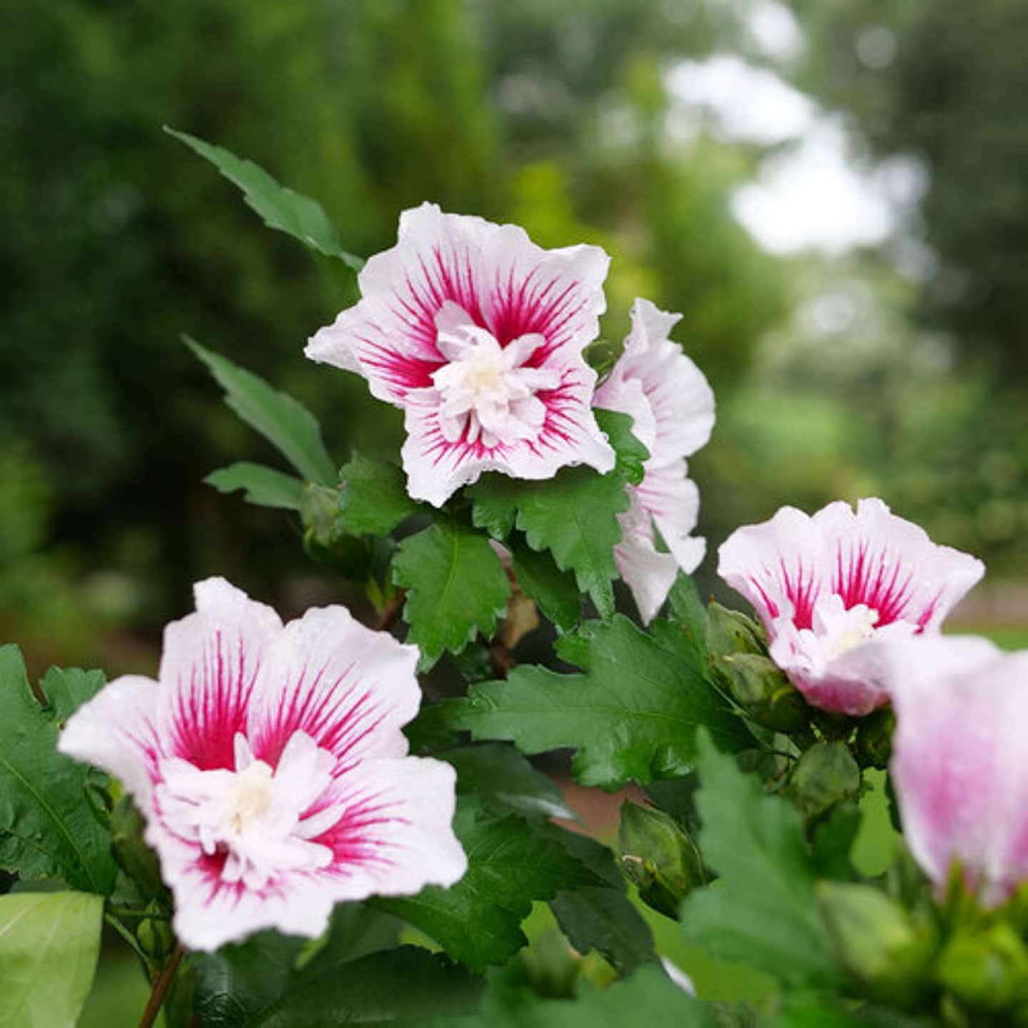 'Starblast' Rose of Sharon
