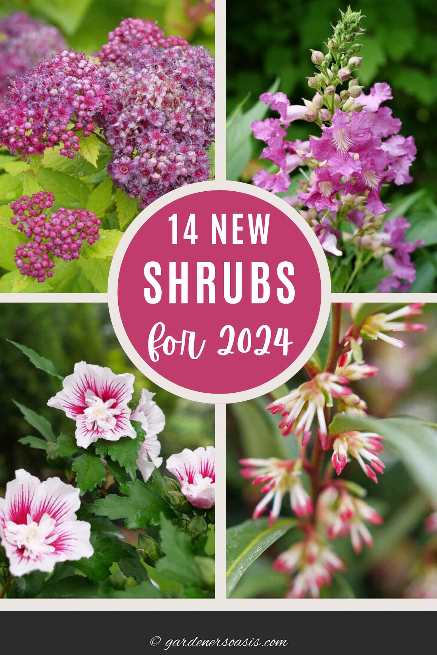 14 new shrubs for 2024