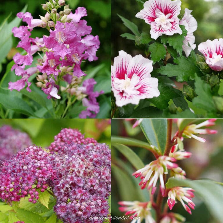 new shrubs for 2024