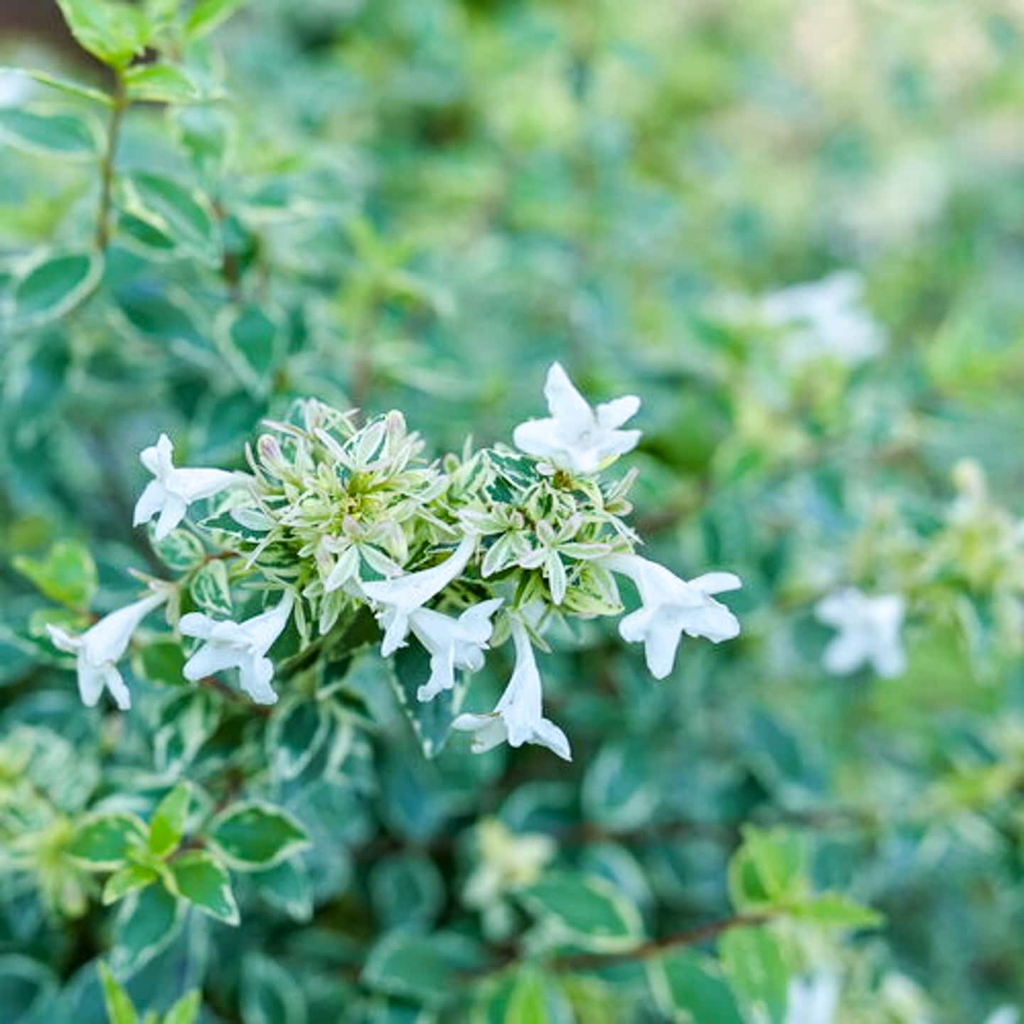 Mucho Gusto Abelia