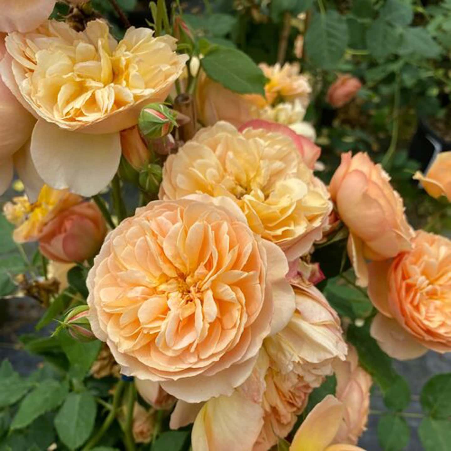 Flavorette Honey-Apricot Rose