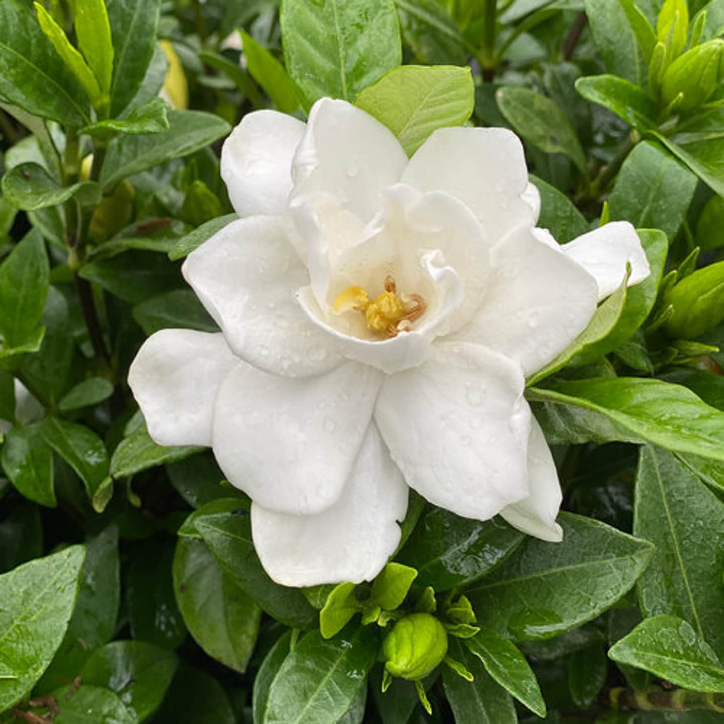 'Pillow Talk' Gardenia