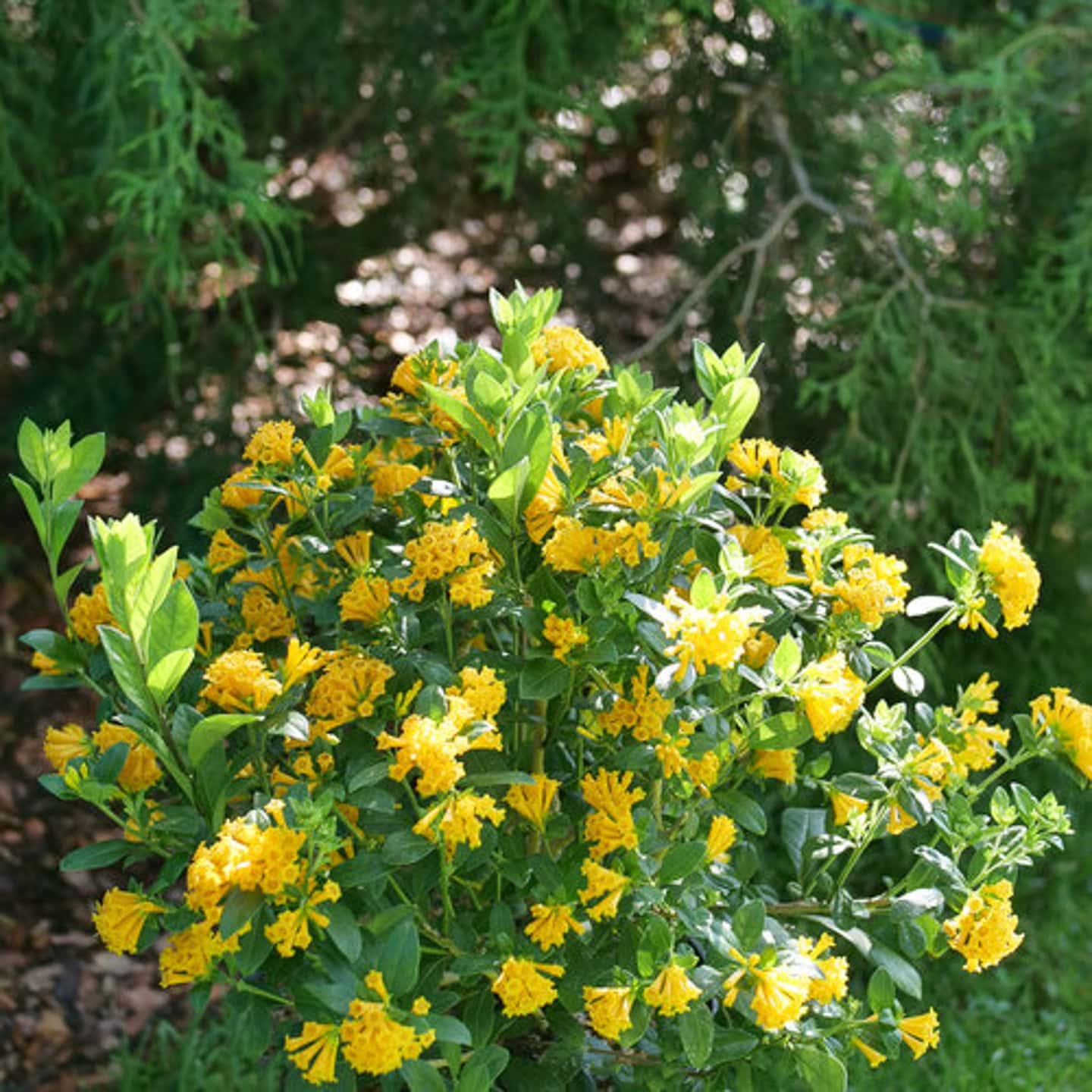 'Juiced' Orange Jessamine