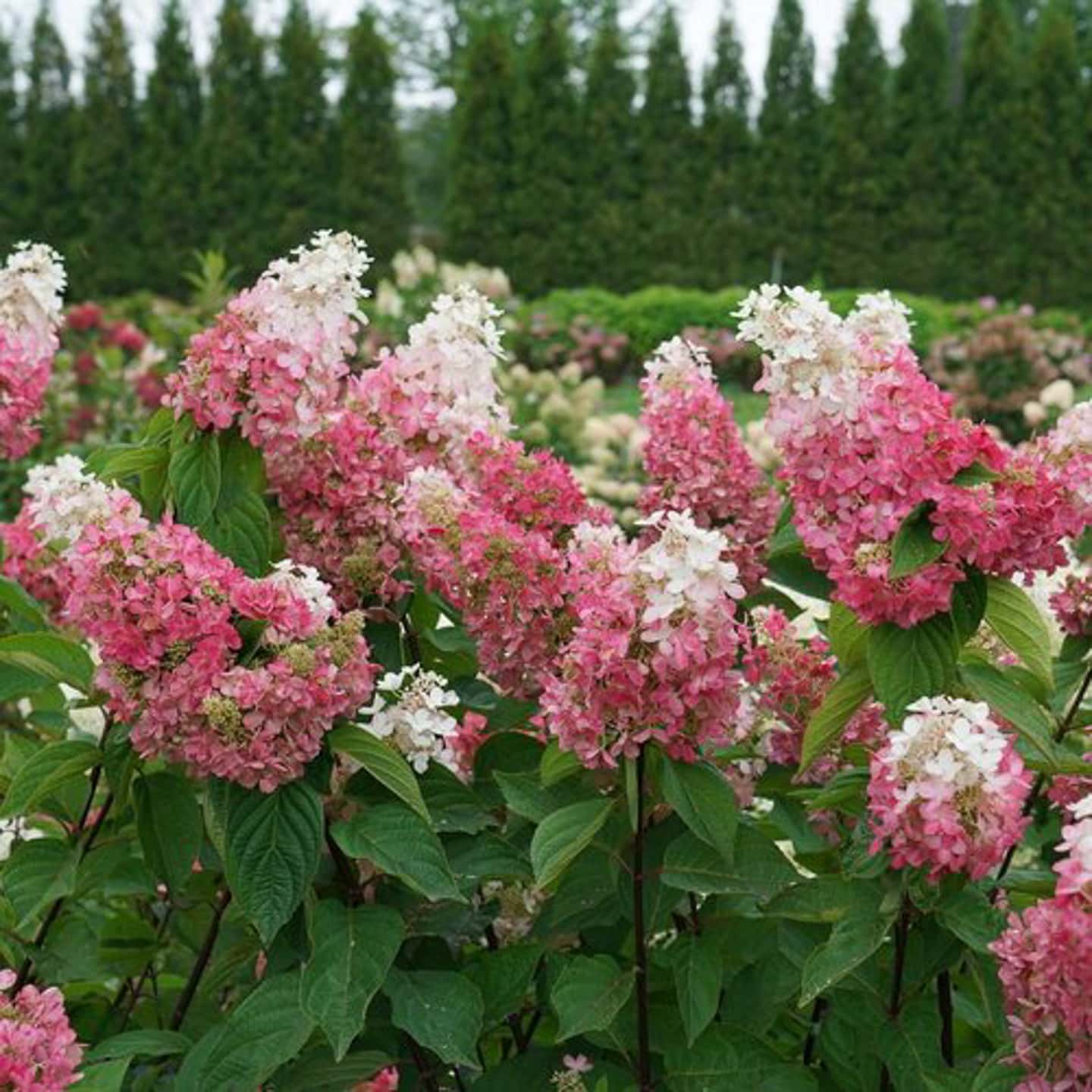 Hydrangea 'Pinky Winky Prime'