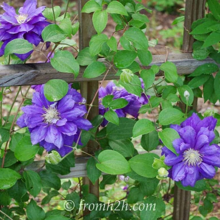 Clematis 'Franziska Marie'
