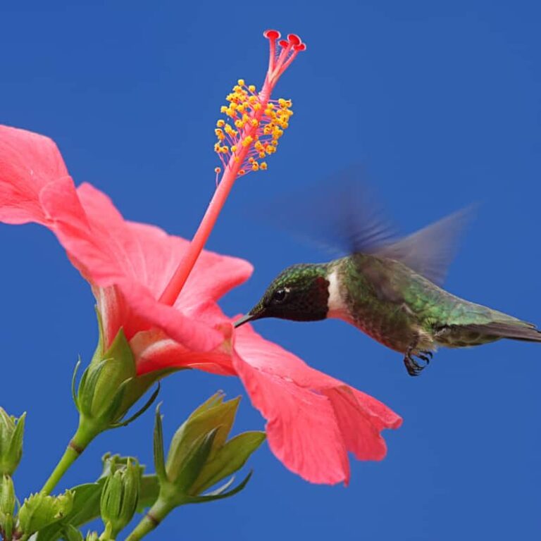 Ruby-throated Hummingbird