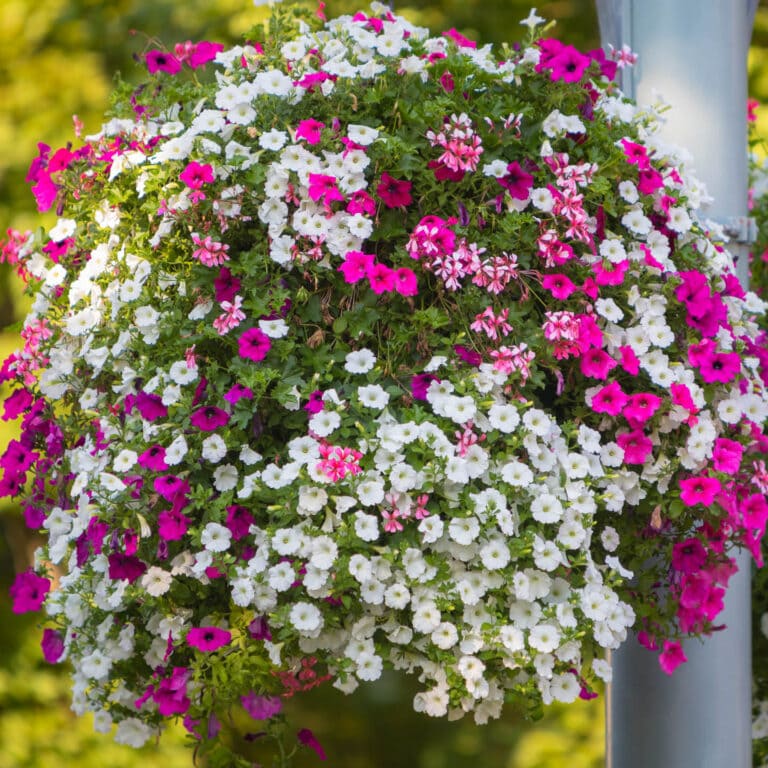 hanging basket with petunias and ivy geraniums