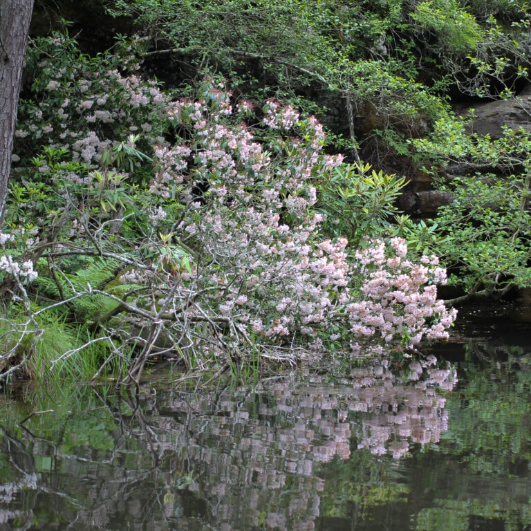 Mountain Laurel Care: How To Plant & Grow Kalmia latifolia