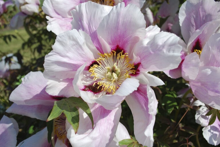 Tree Peony Care: How To Grow Tree Peonies