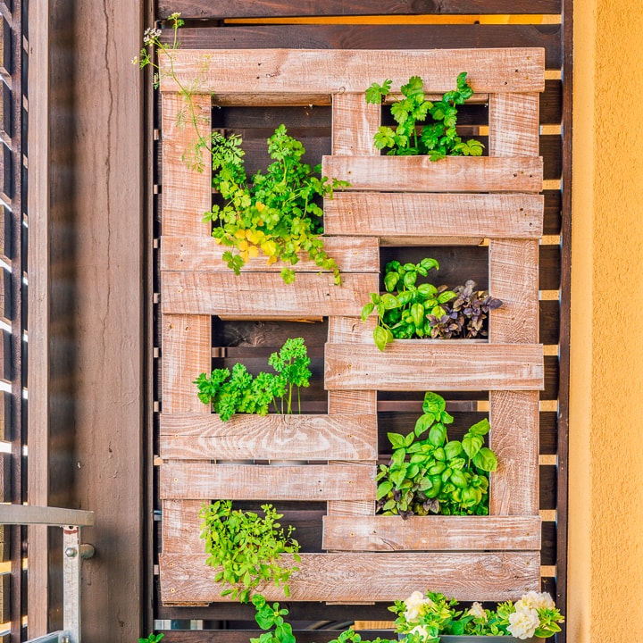 pallet vertical garden with herbs growing between the slats