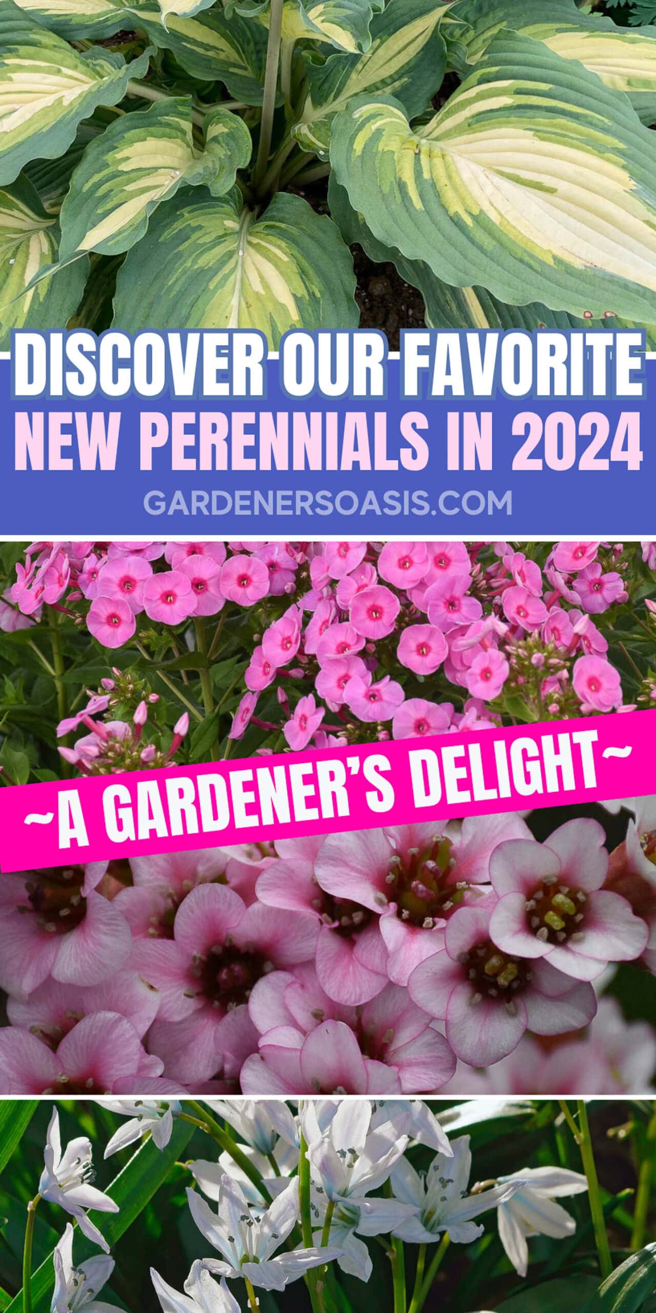 Our Favorite New Perennials For 2024