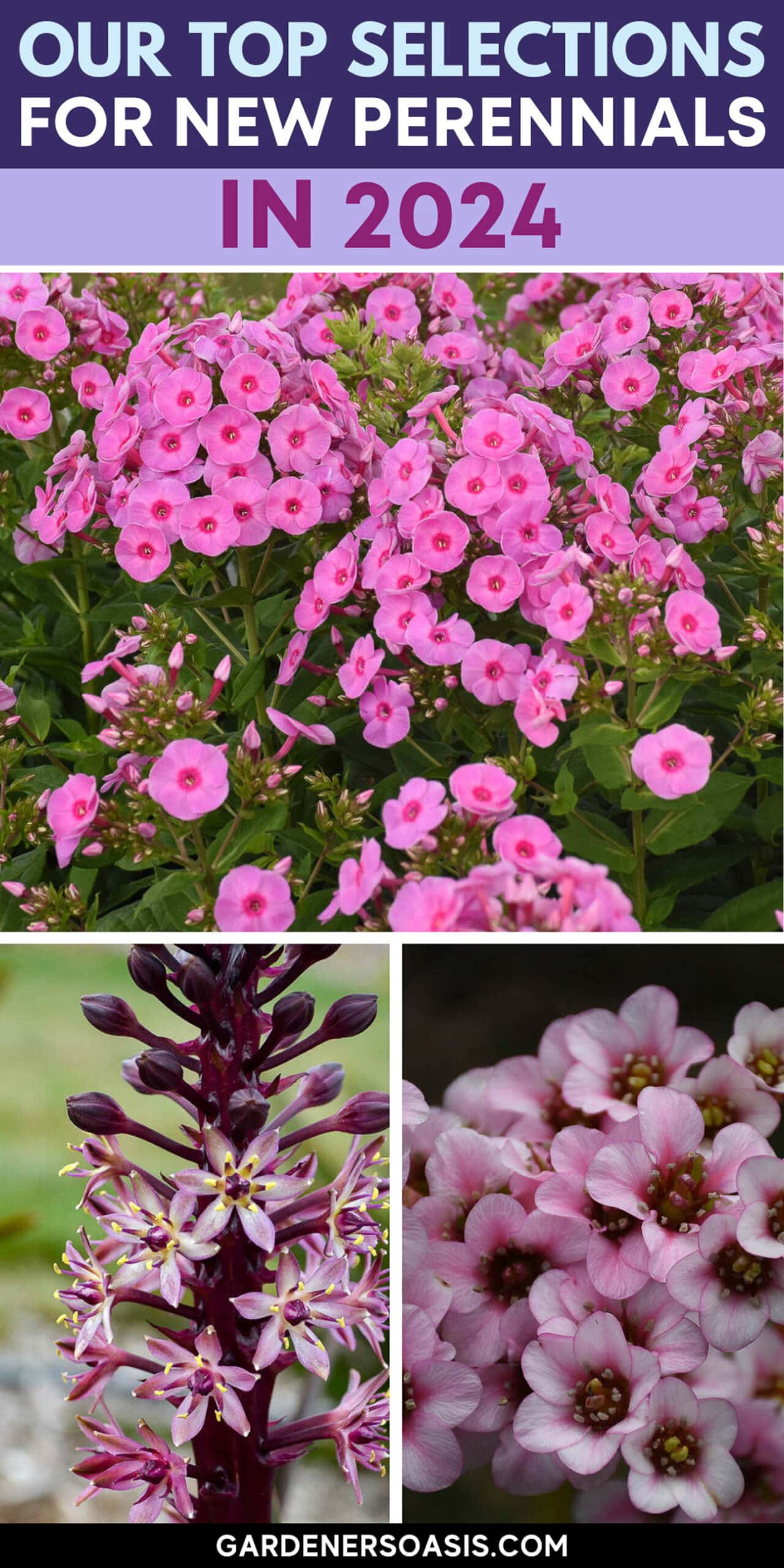 Our Favorite New Perennials For 2024