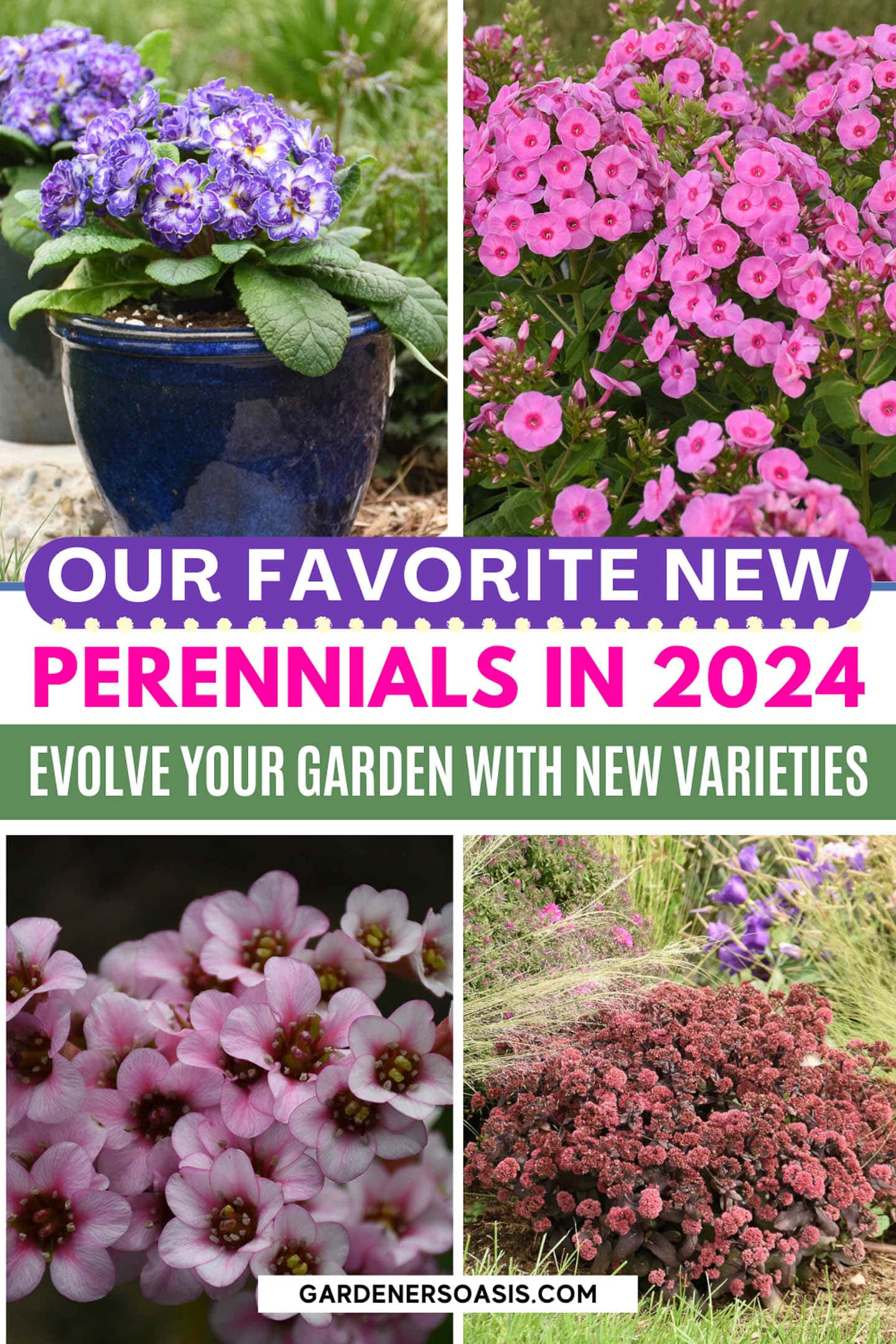 Our Favorite New Perennials For 2024