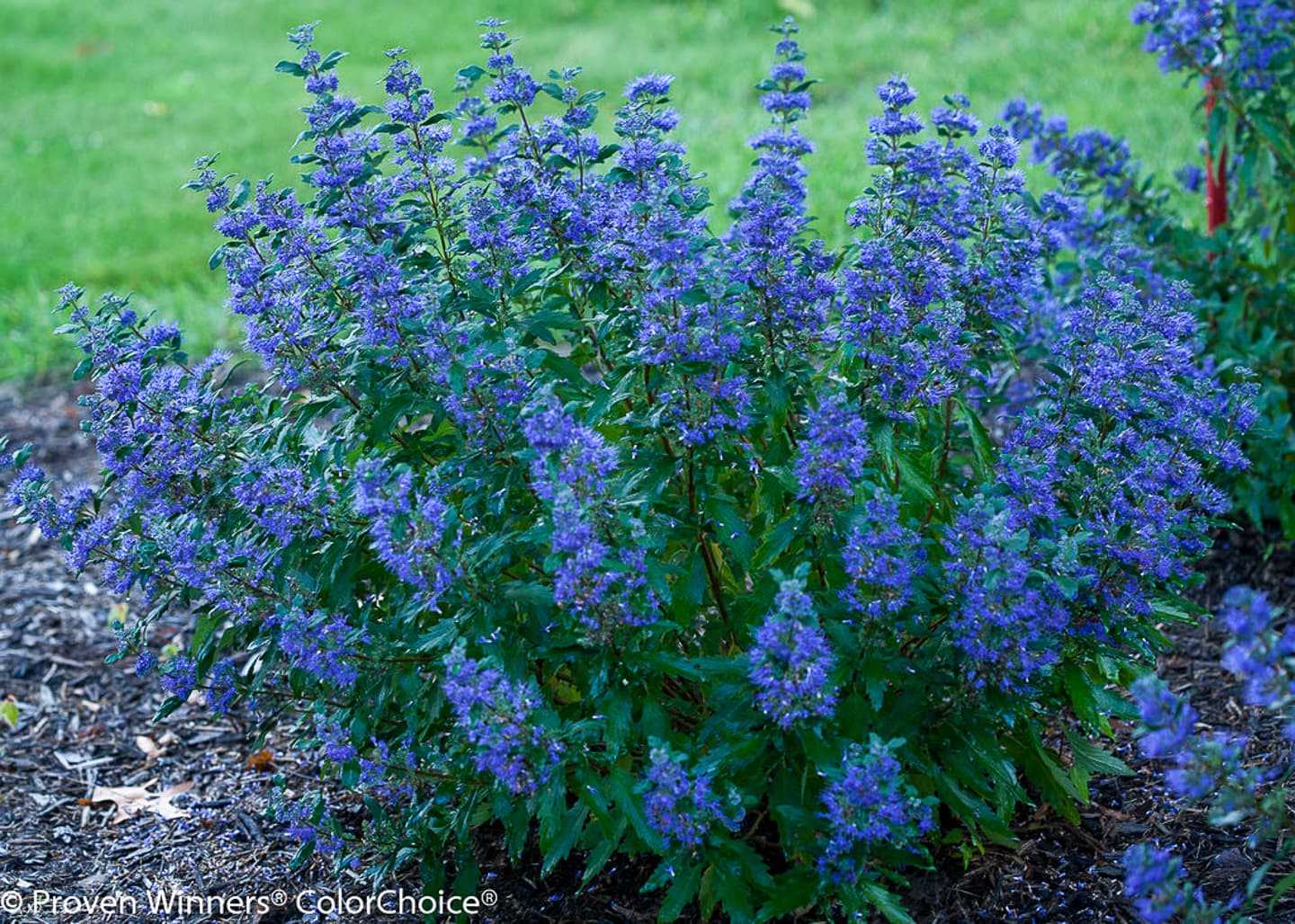 'Beyond Midnight' Bluebeard (Caryopteris)