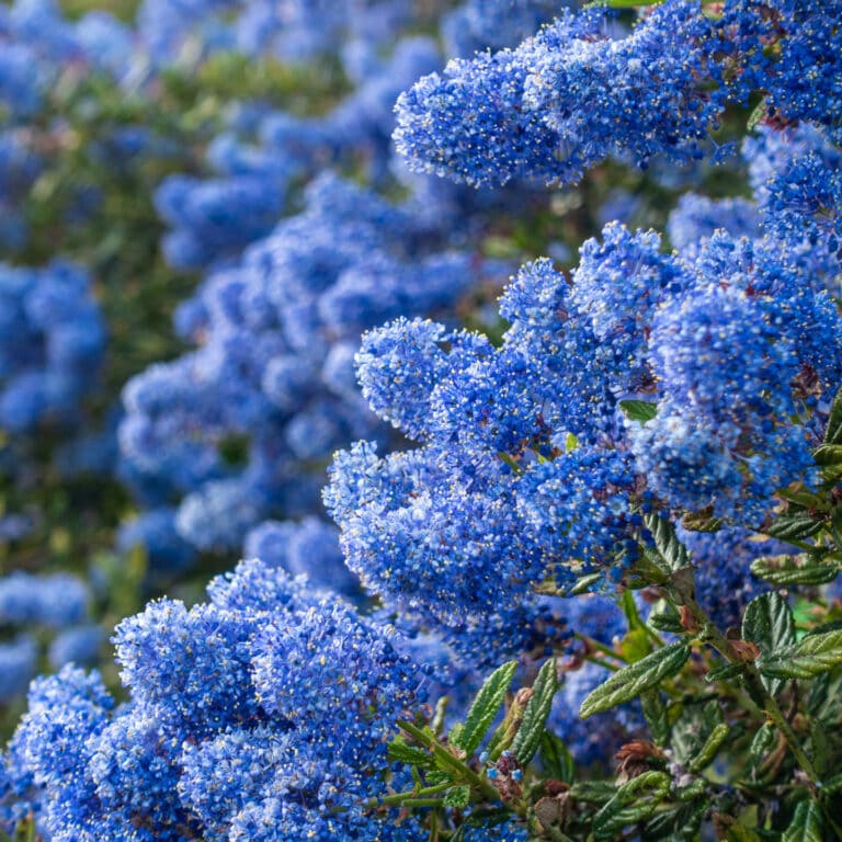 Blue flowering shrub - Ceanothus
