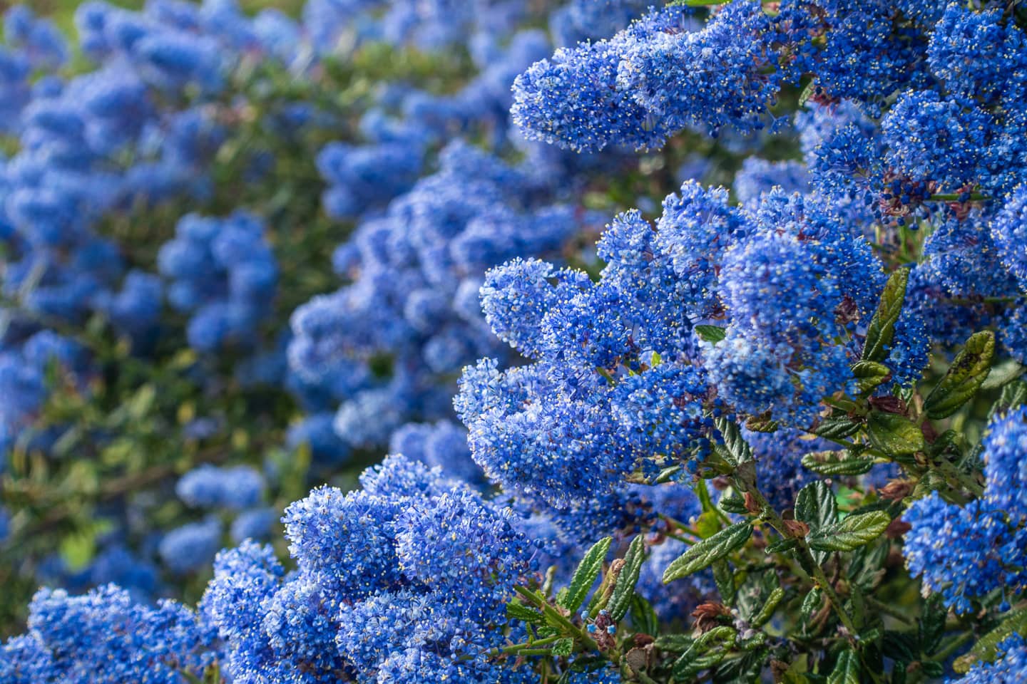 blue Californian lilac flowers (Ceanothus)