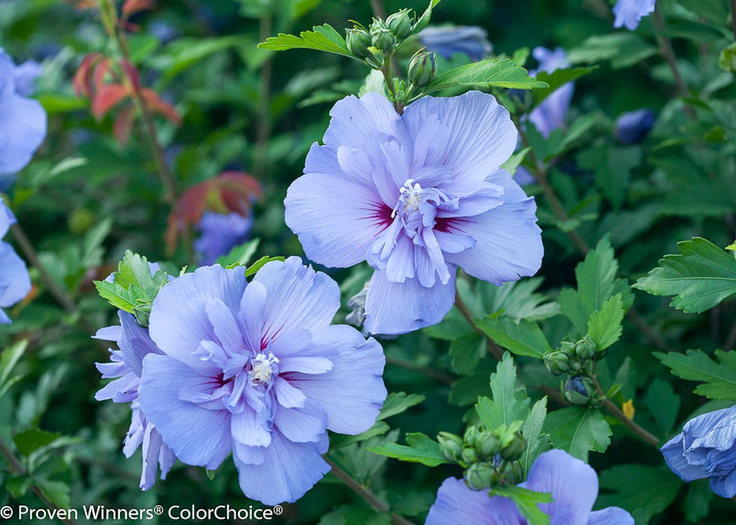 'Blue Chiffon' Rose of Sharon (Hibiscus syriacus)