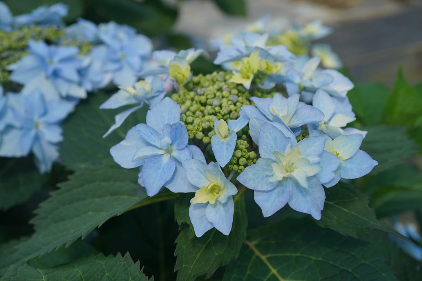Blue Mountain Hydrangea Tuff Stuff 'Ah ha'