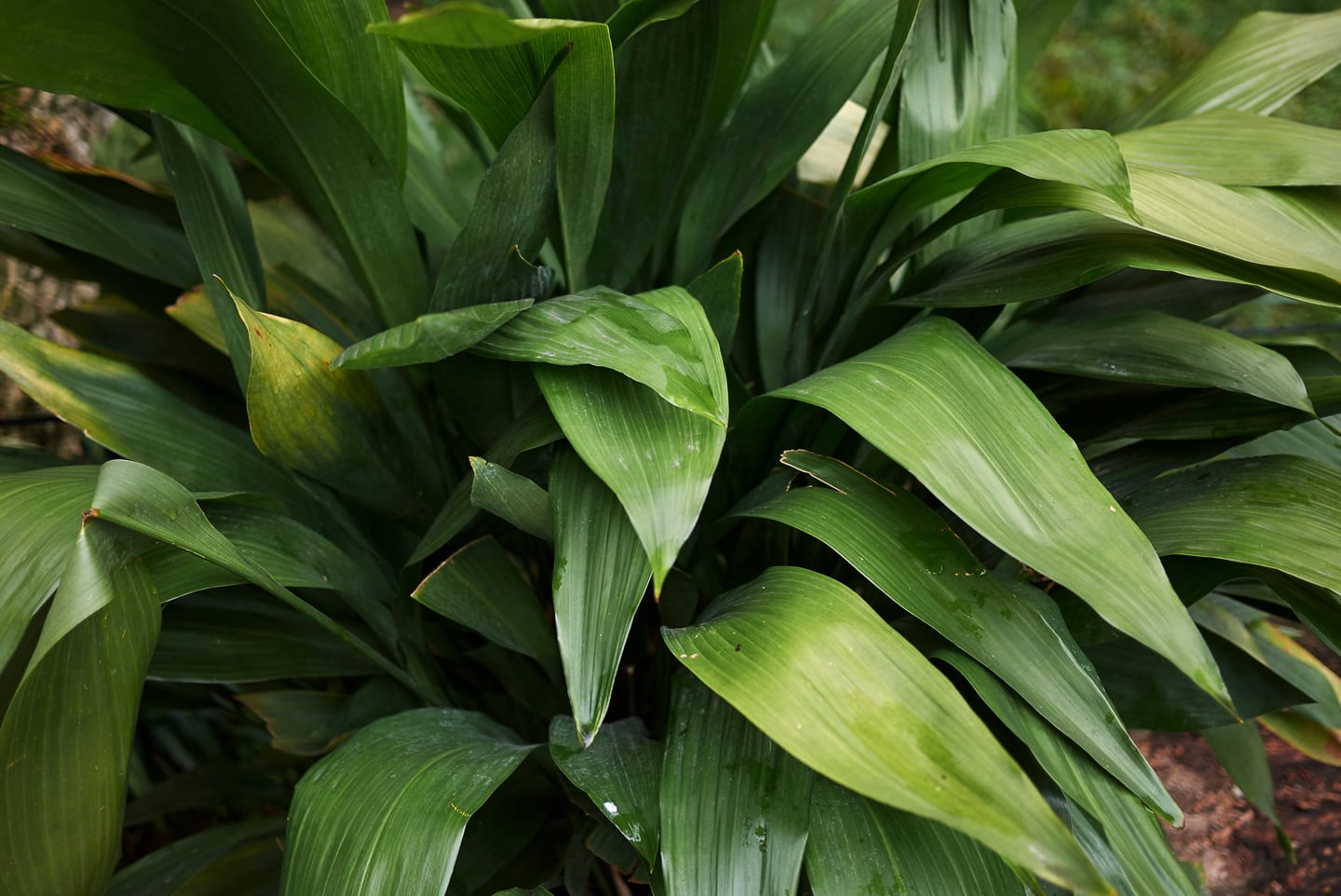 Cast iron plant (Aspidistra elatior)