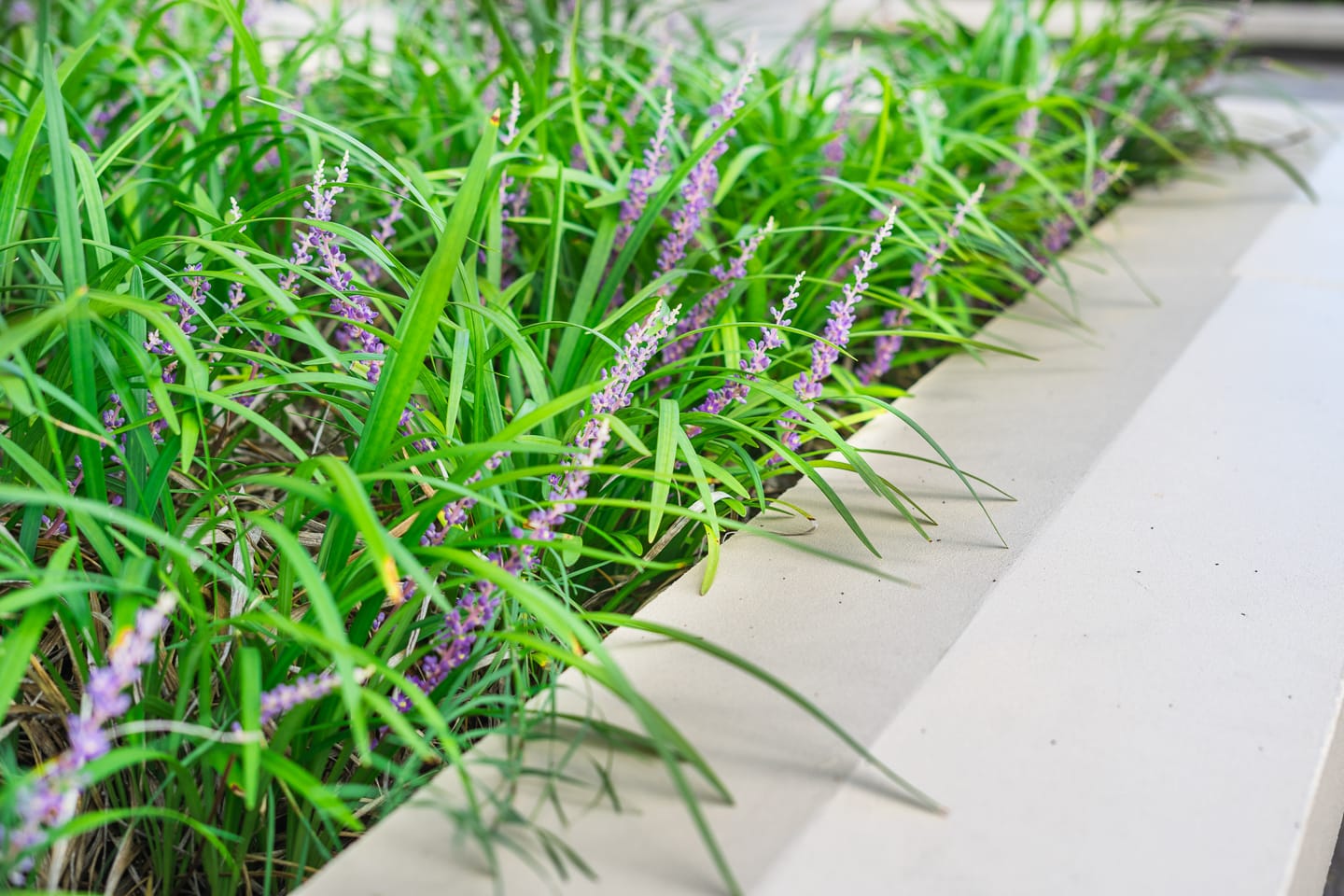 Lilyturf (Liriope muscari)