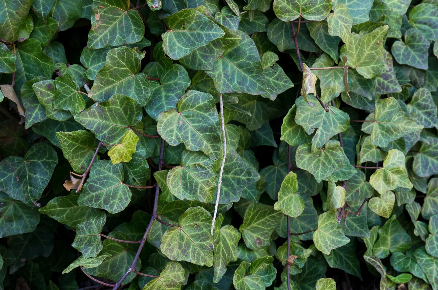 English ivy