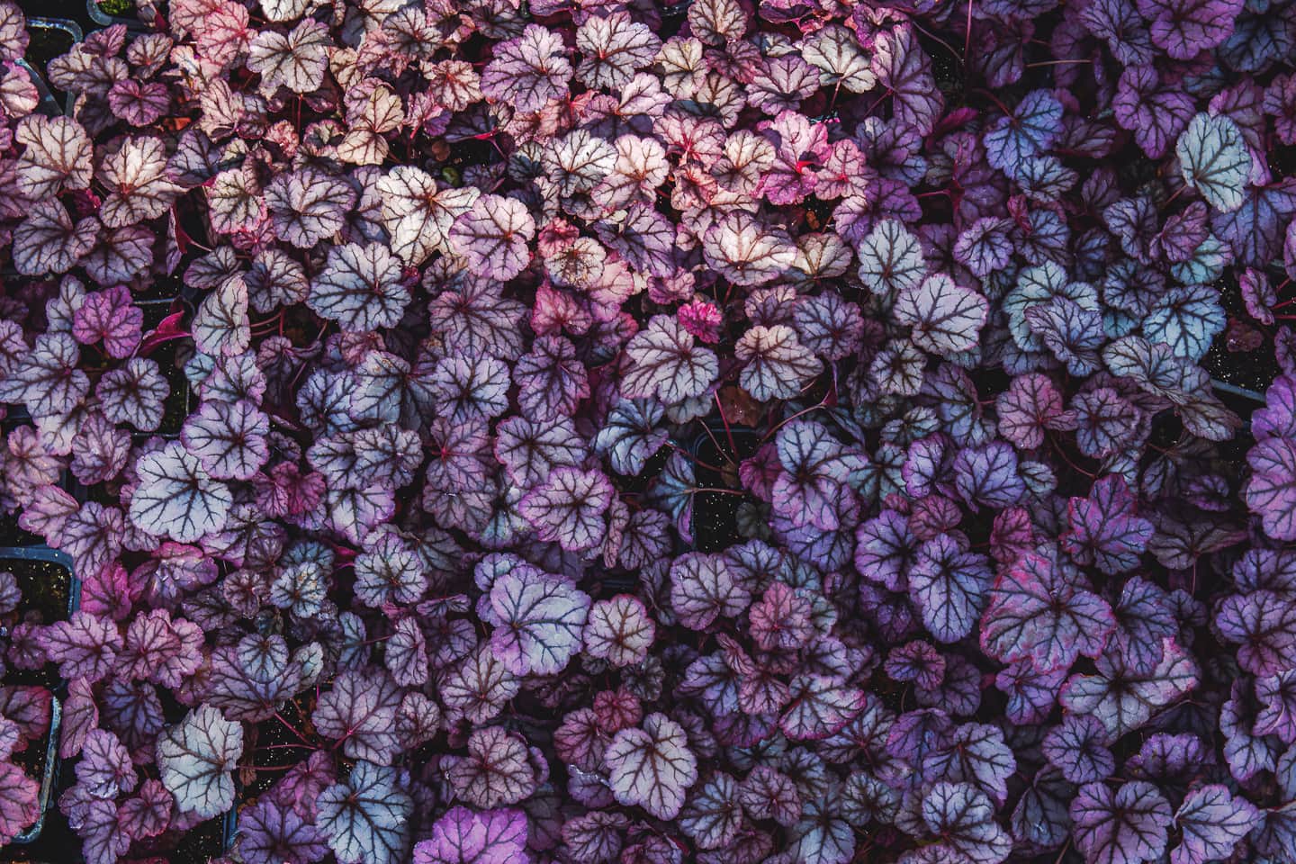 Overhead picture of purple Heuchera plants