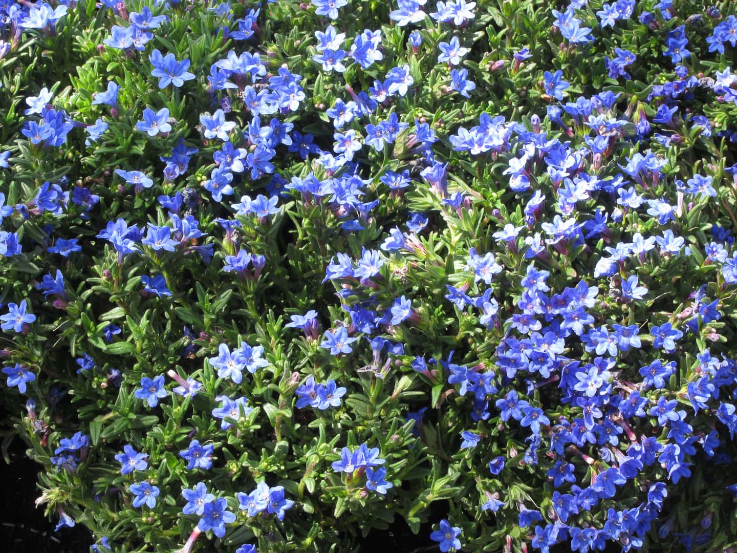 Blue Heaven Lithodora flowers