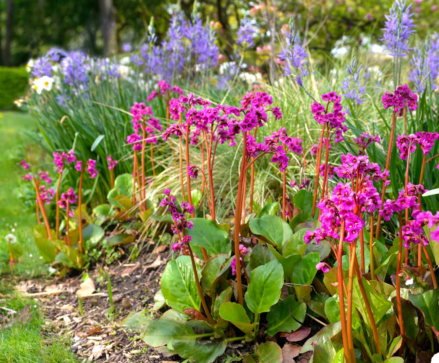 pink Bergenia blooms in a spring garden
