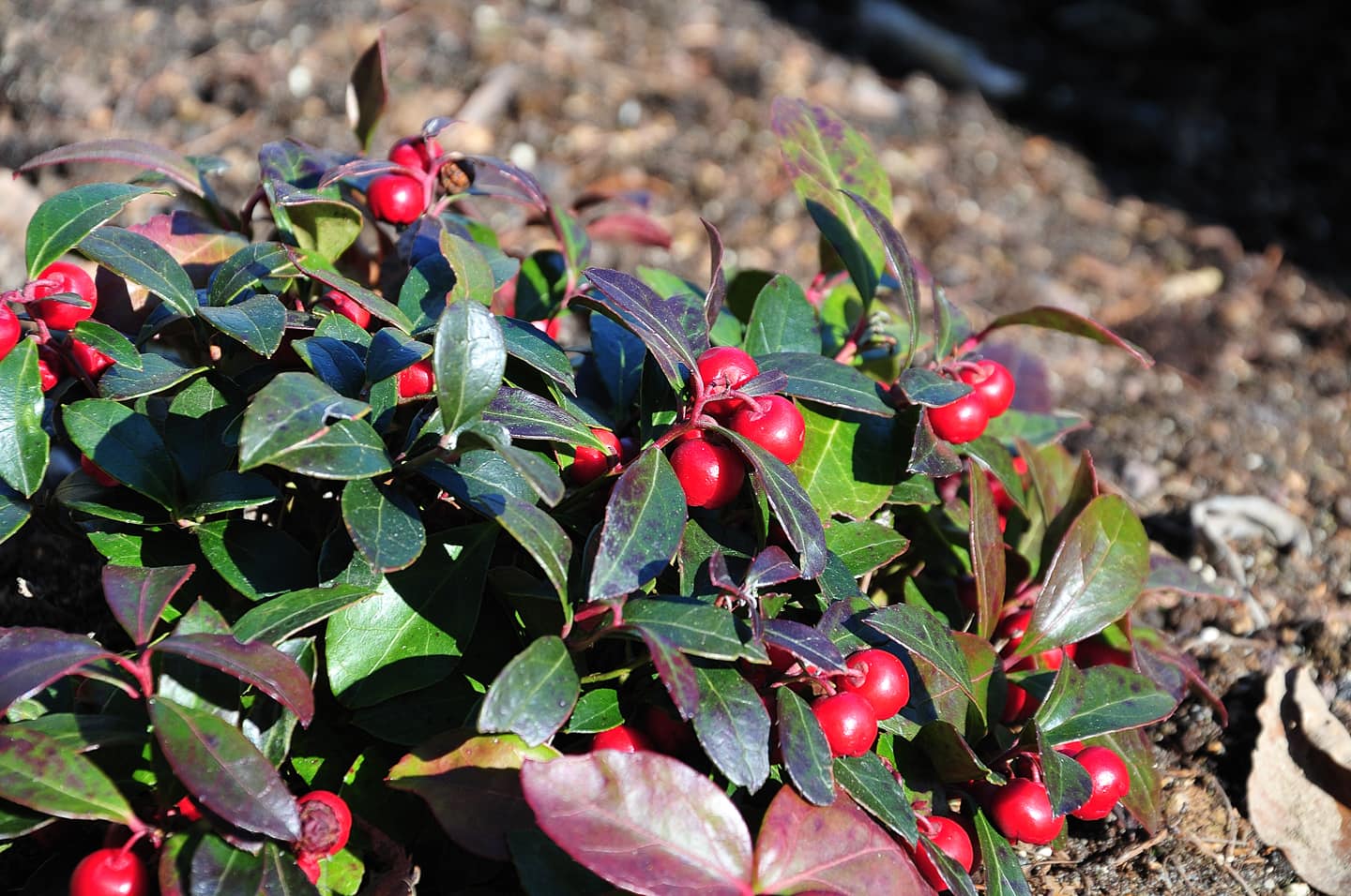 red berries on an american wintergreen plant