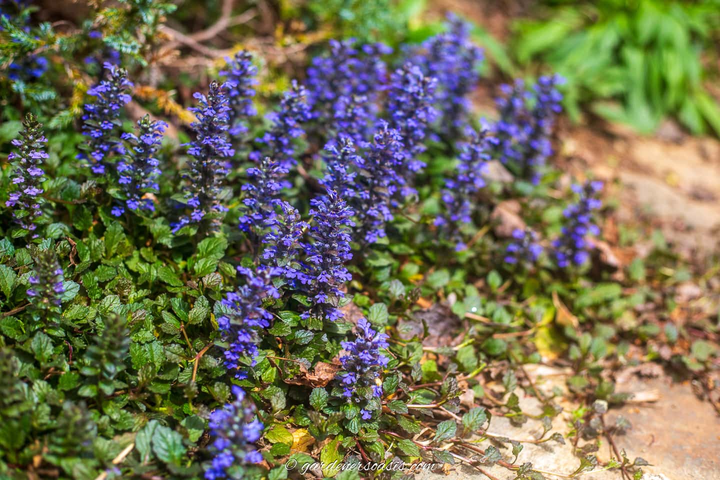 Ajuga reptans with purple flowers