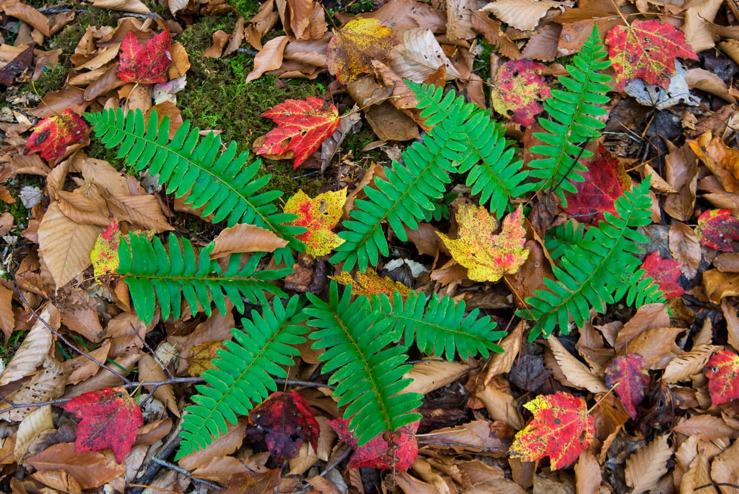Evergreen Christmas ferns (Polystichum acrostichoides) and fallen leaves of red maple