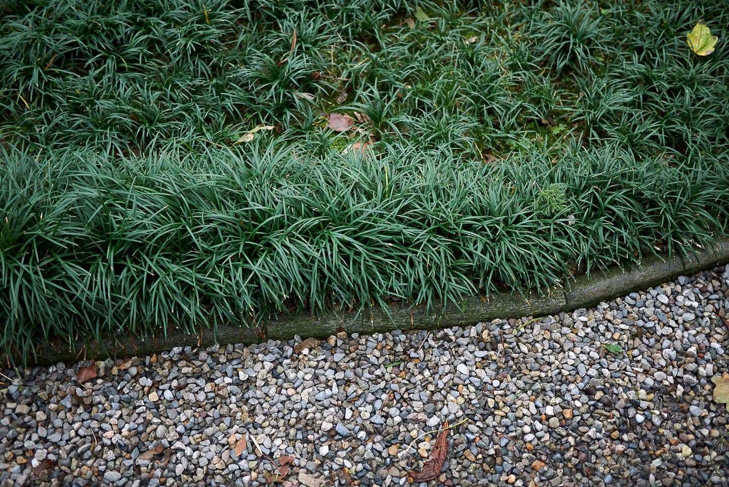 Dwarf Mondo Grass (Ophiopogon japonicus)