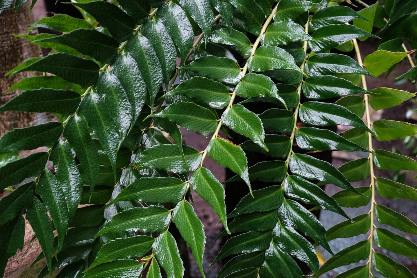 Japanese holly fern (Cyrtomium falcatum)