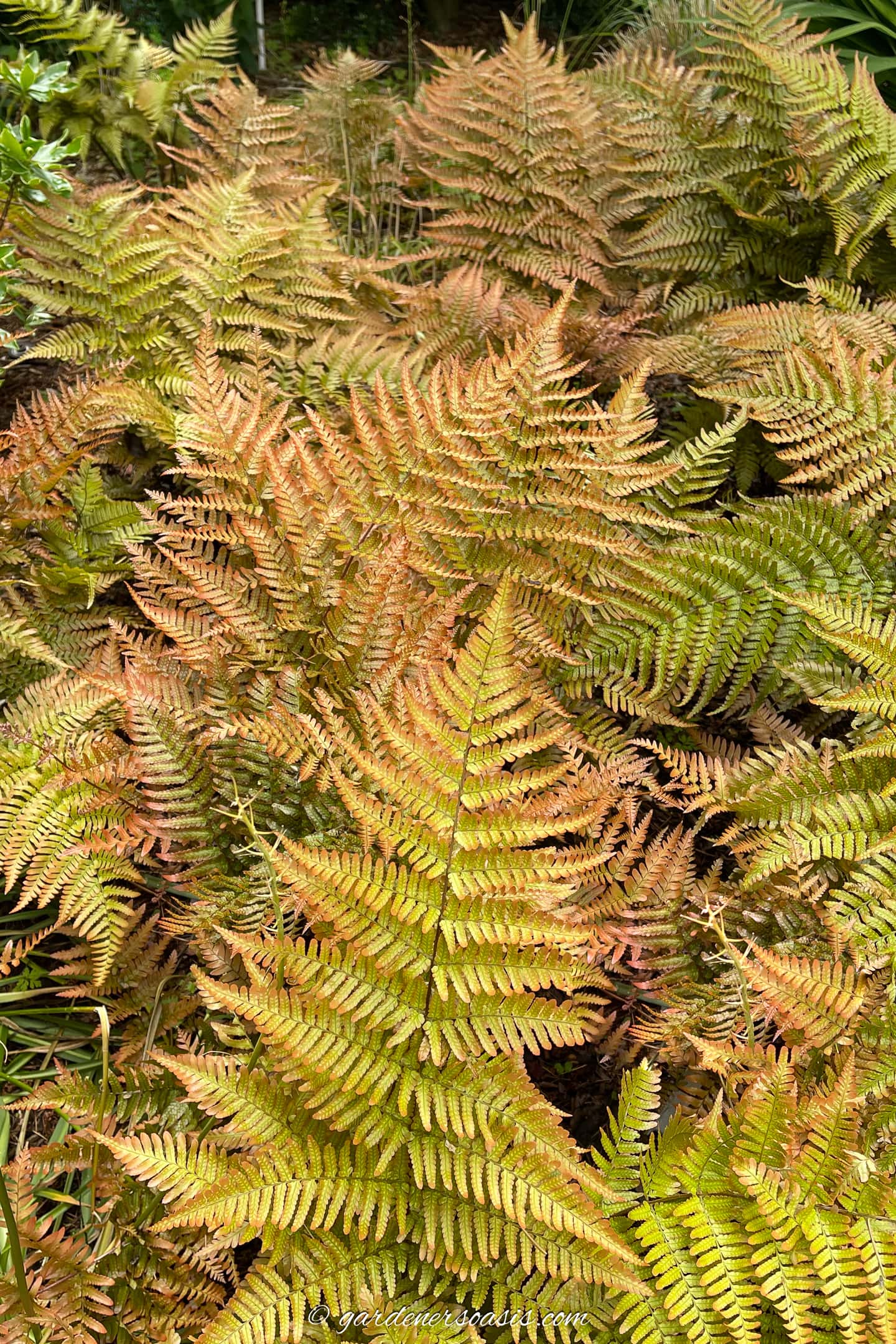 Autumn fern