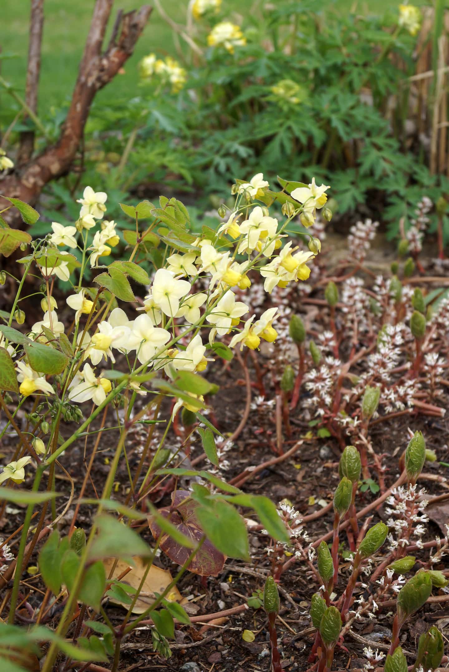 yellow barrenwort (Epimedium x versicolor 'Sulphureum') with Pachysandra in the garden