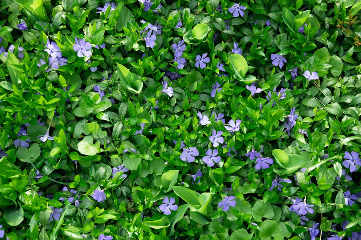 Periwinkle (Vinca minor)