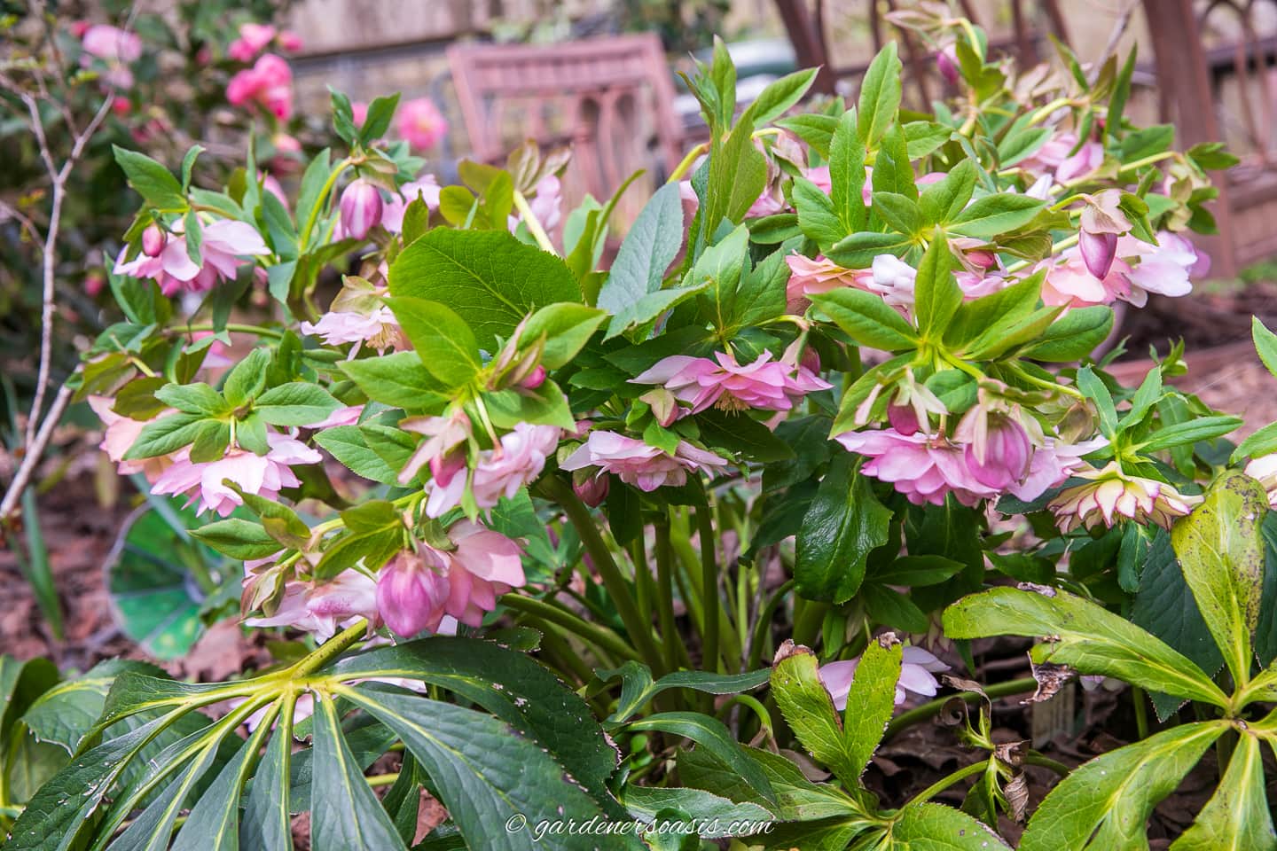 Hellebores with pink flowers in the garden