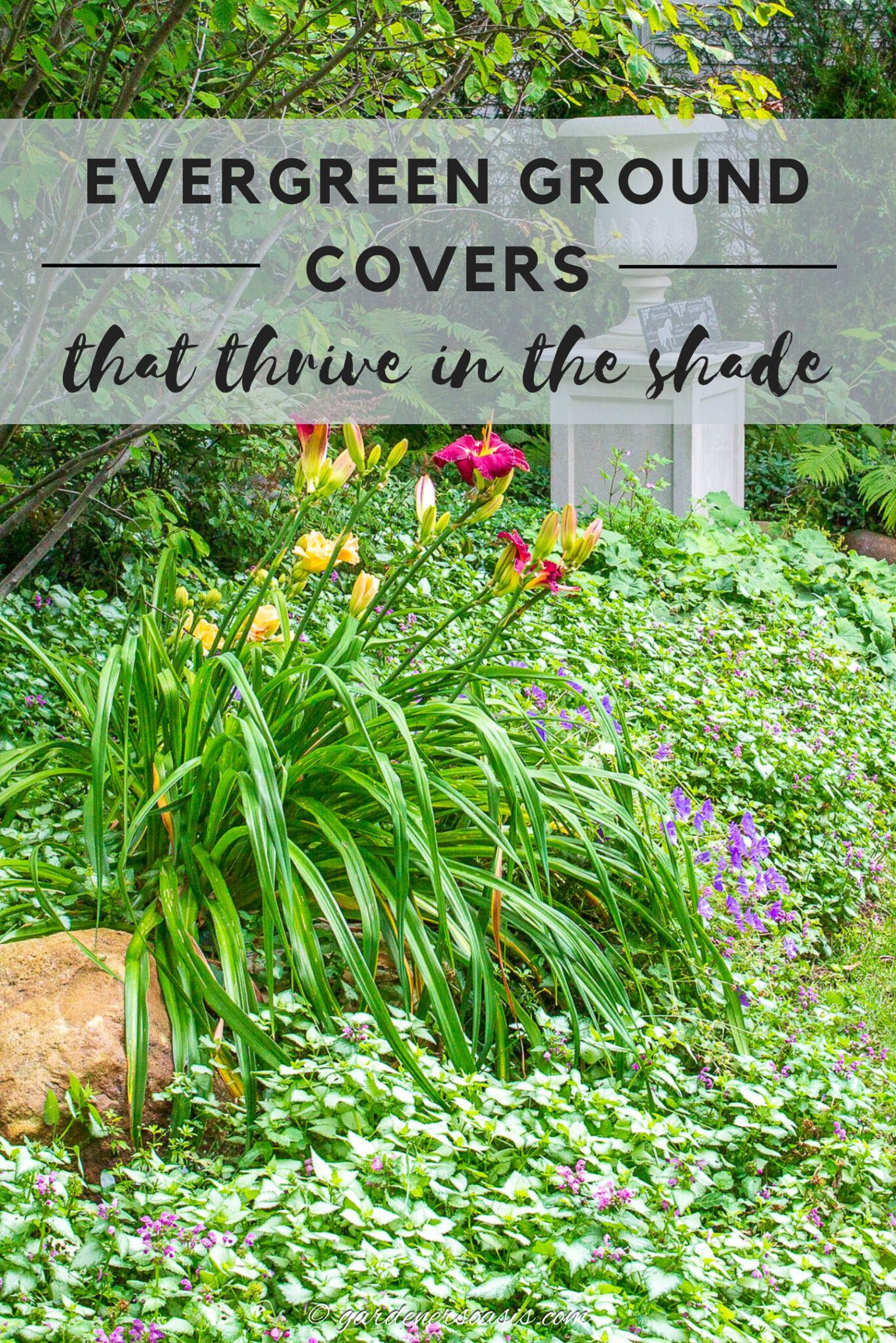Evergreen Ground Cover Plants For Shade
