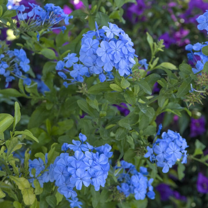 blue flowering plumbago