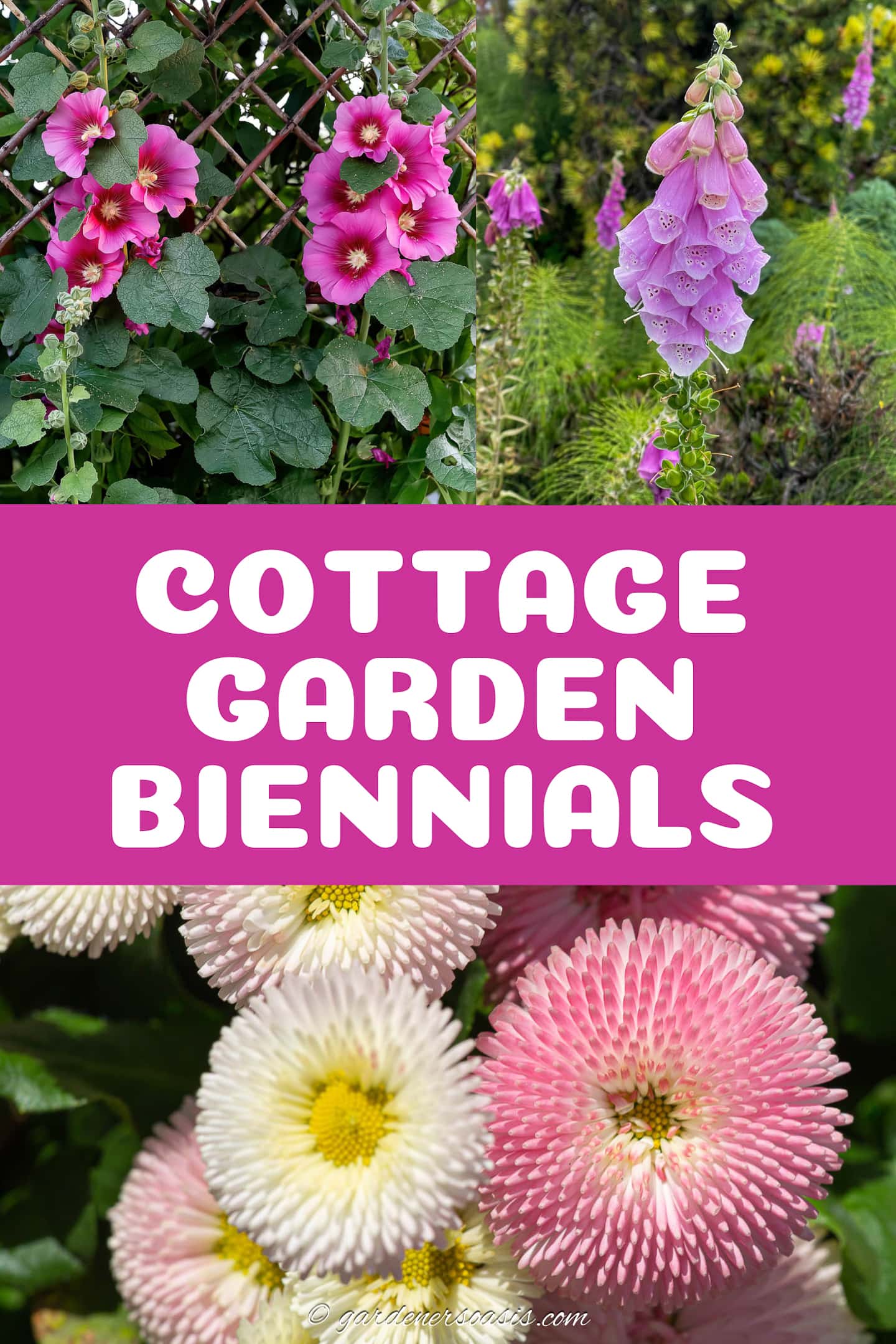 cottage garden biennials