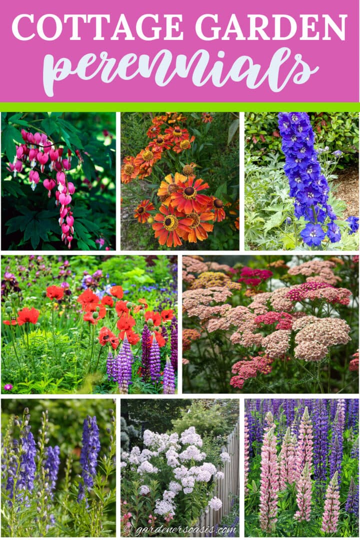 cottage garden perennials