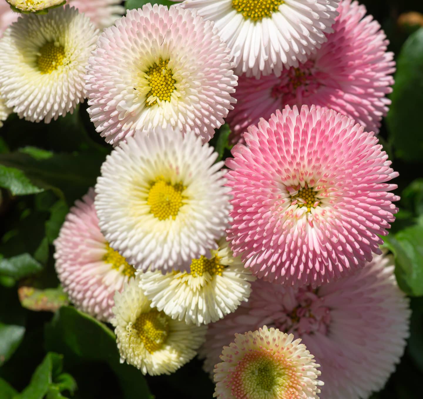 English daisy flowers