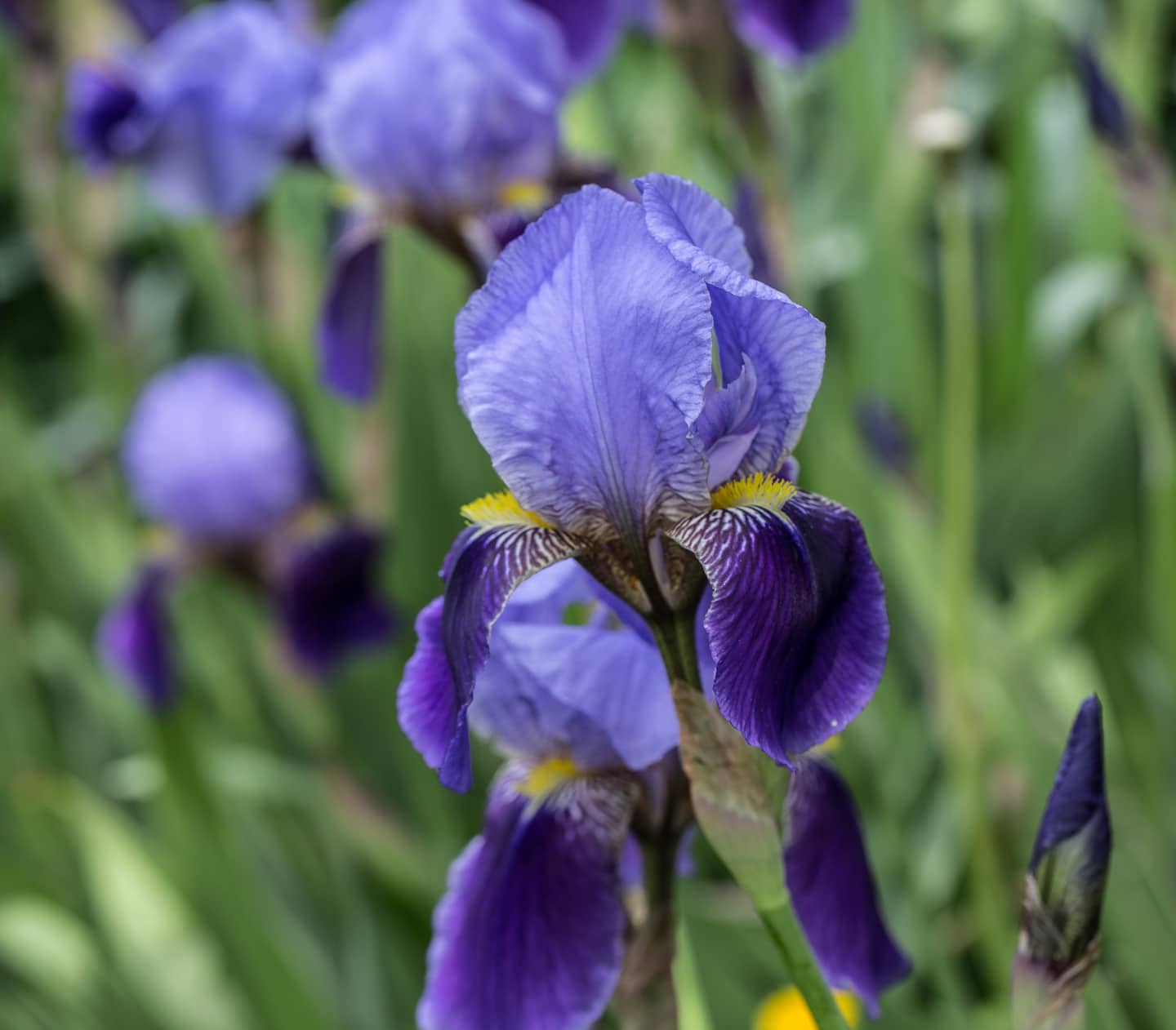 purple bearded iris