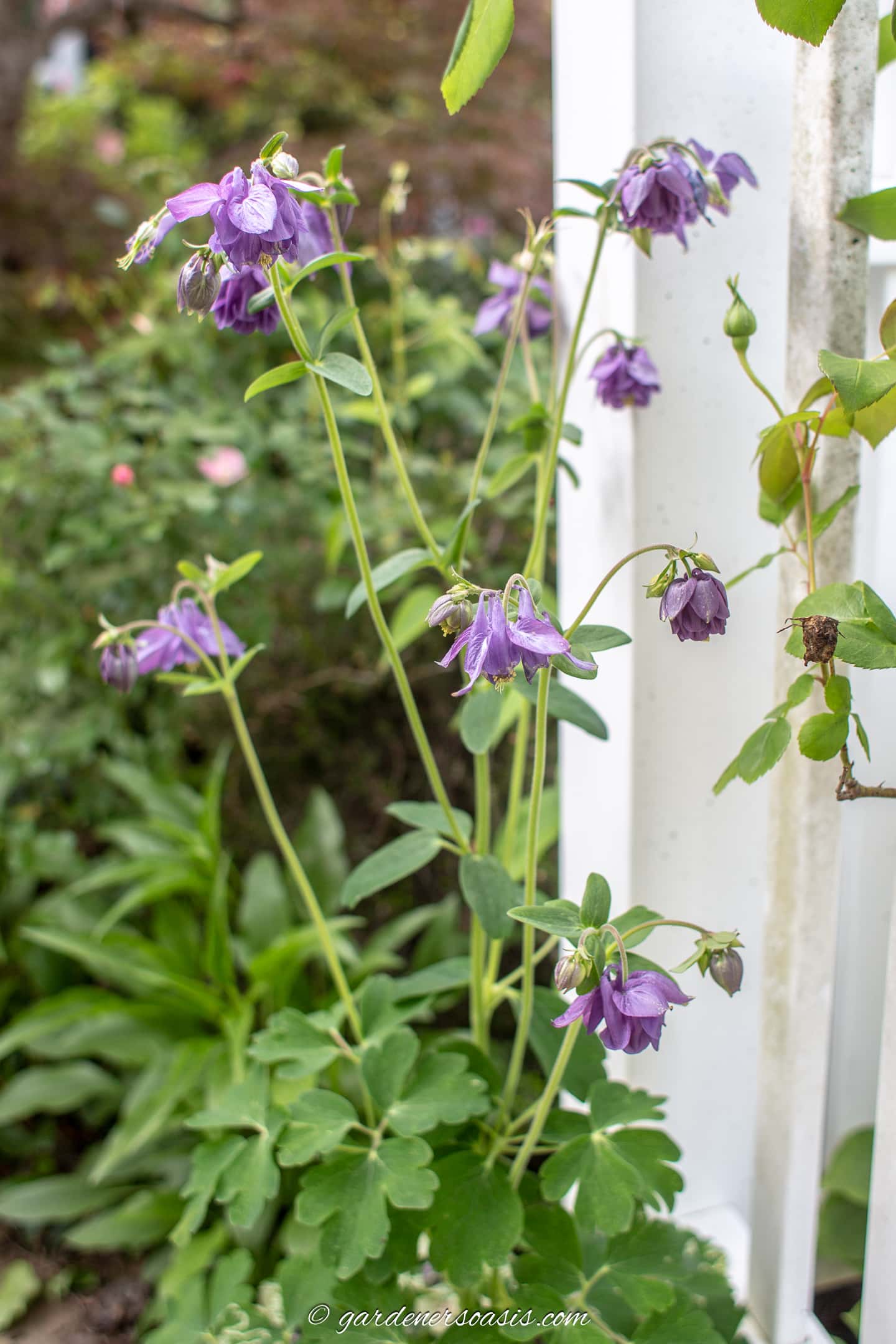 Purple columbine flowers in front of a white fence