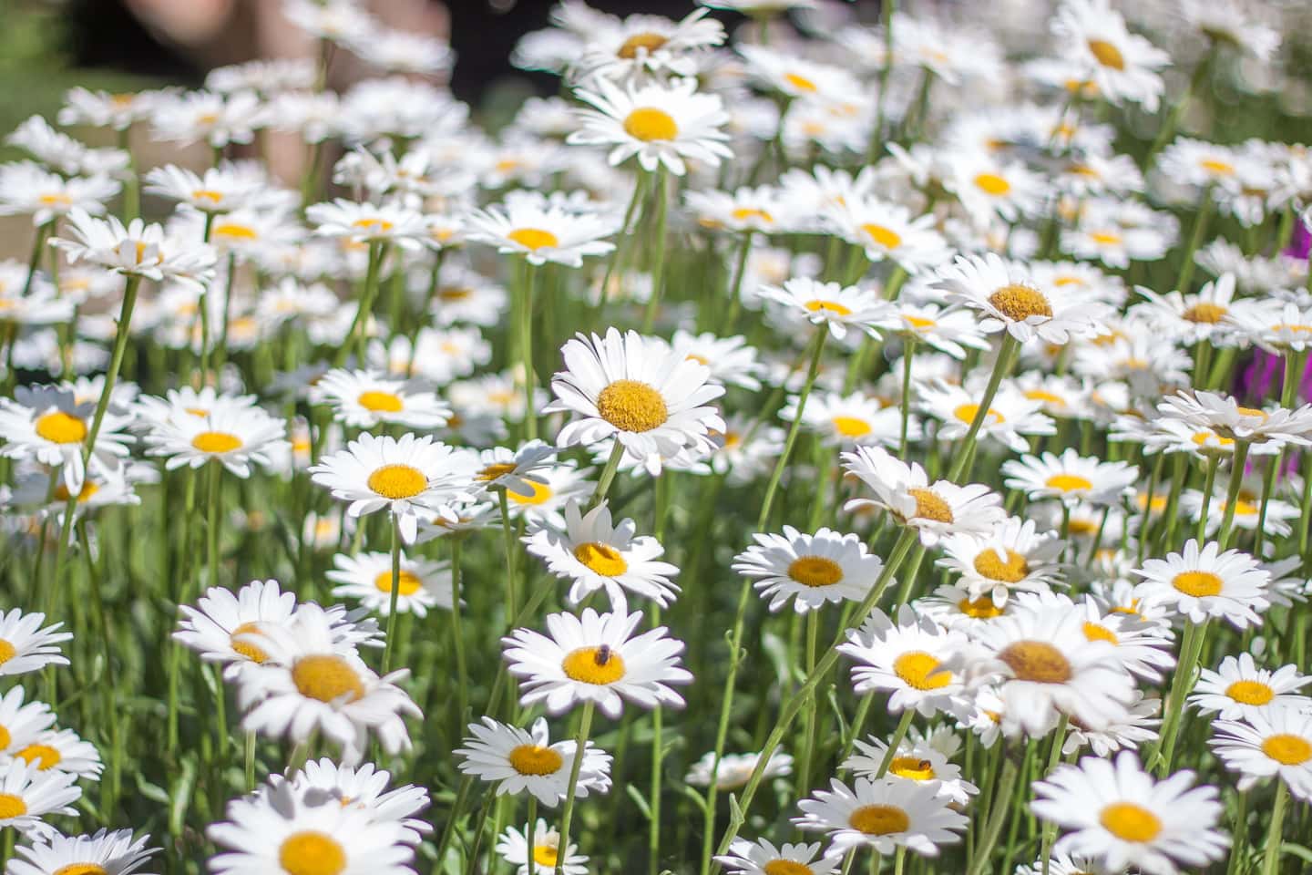 a field of shasta daisies