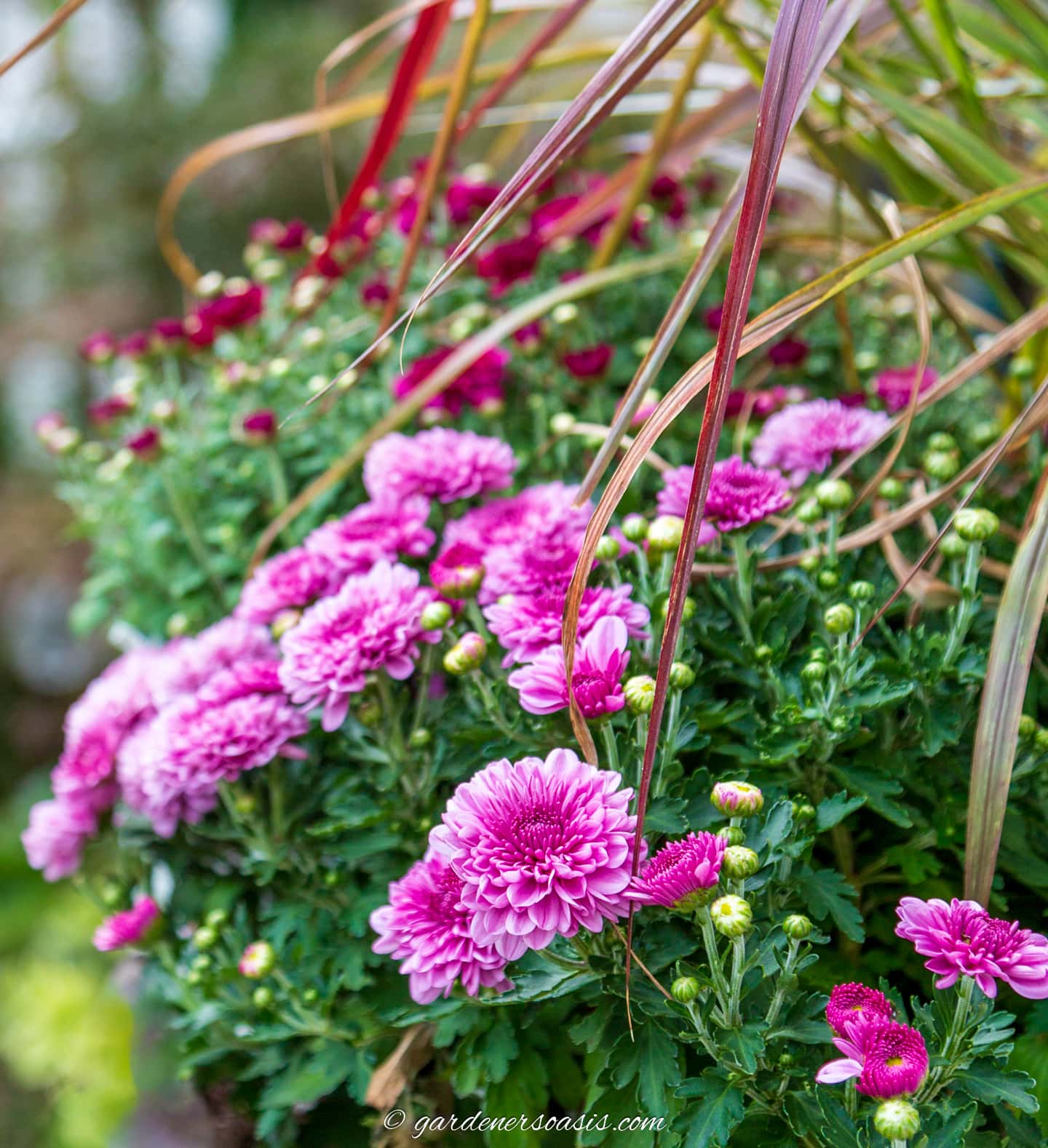 chrysanthemum flowers